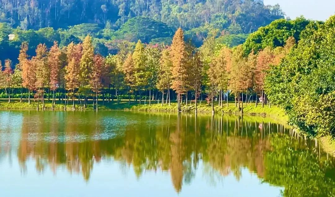 关于组织开展东莞市水濂湖徒步活动的通知